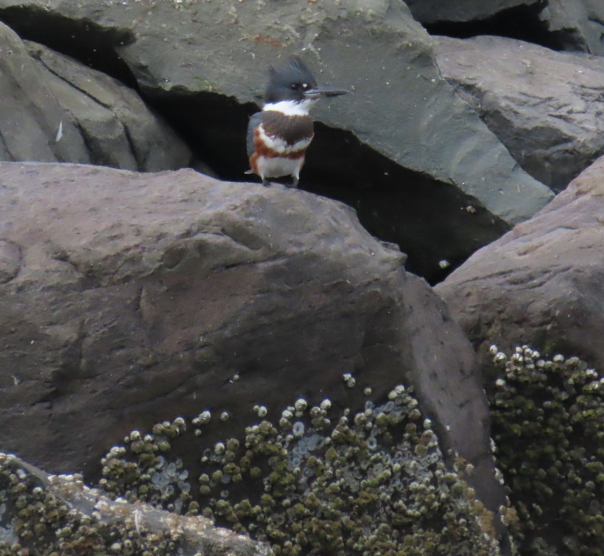Belted Kingfisher - ML641777871