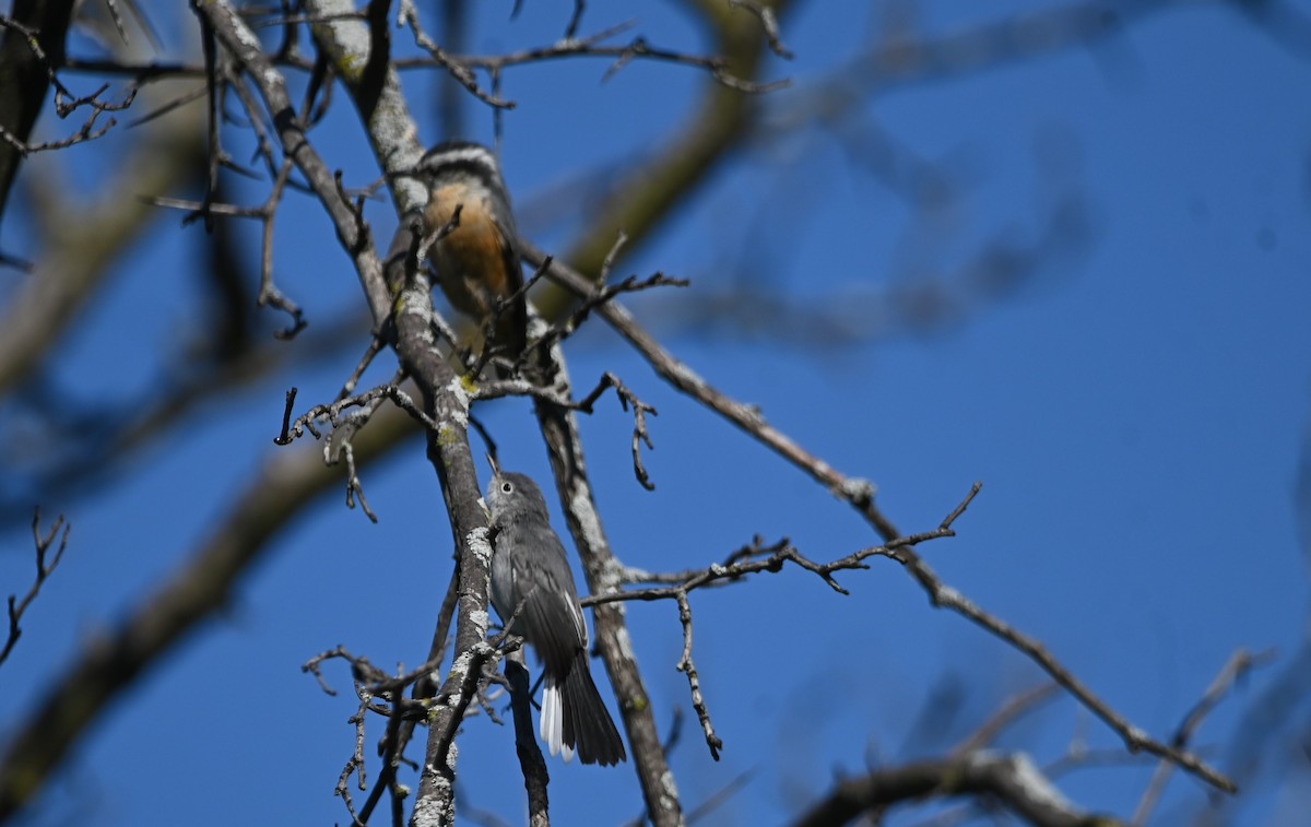 Red-breasted Nuthatch - ML641777873