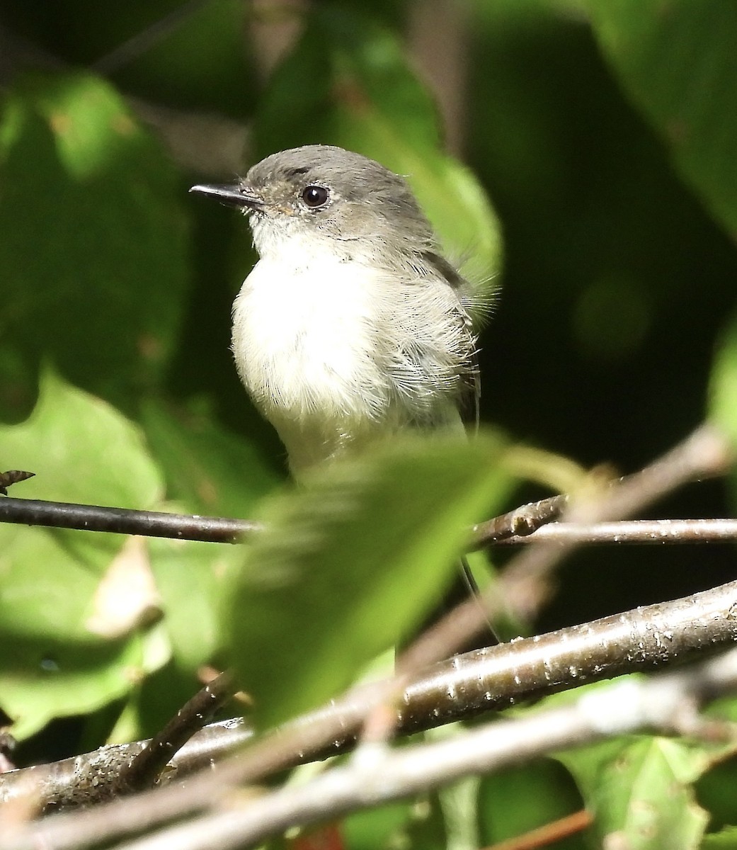 Eastern Phoebe - ML641777880