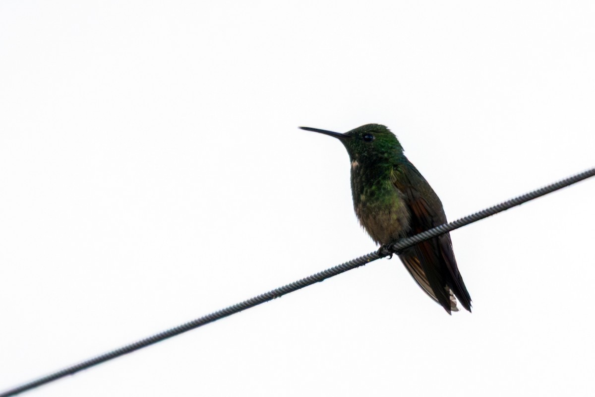 Berylline Hummingbird (Northern) - ML641777881