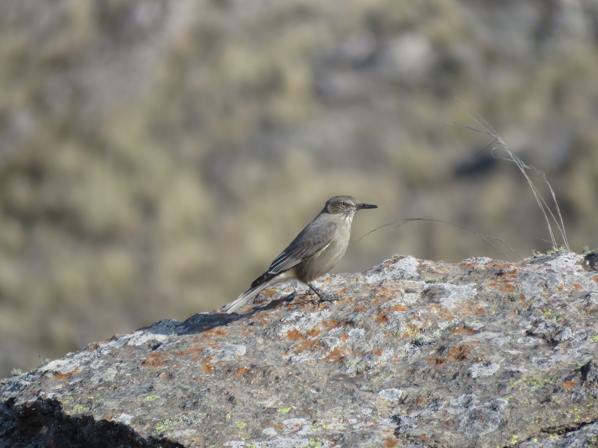 Black-billed Shrike-Tyrant - ML641777892