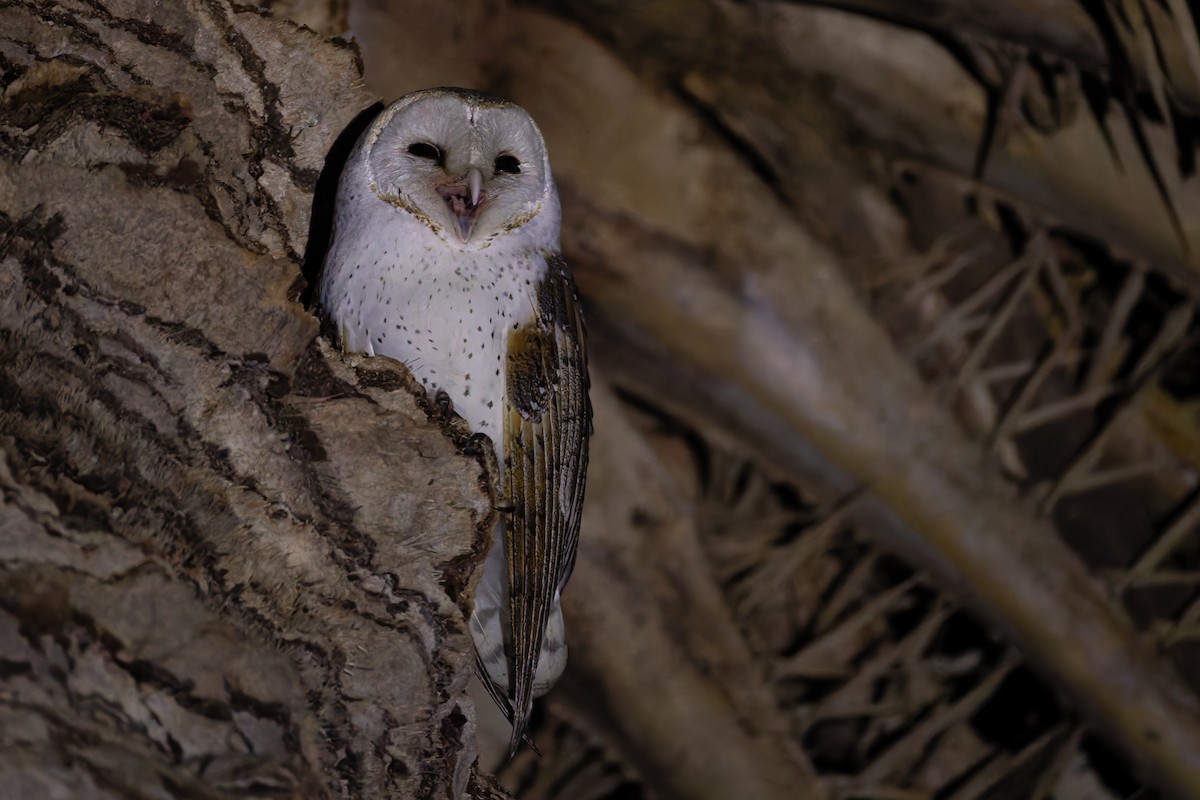 Eastern Barn Owl - ML641777894