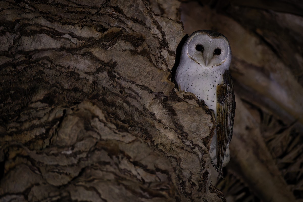 Eastern Barn Owl - ML641777895