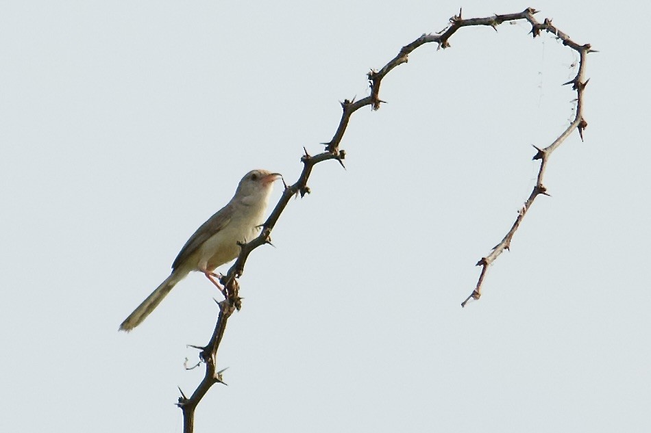 Prinia à front roux - ML641777901
