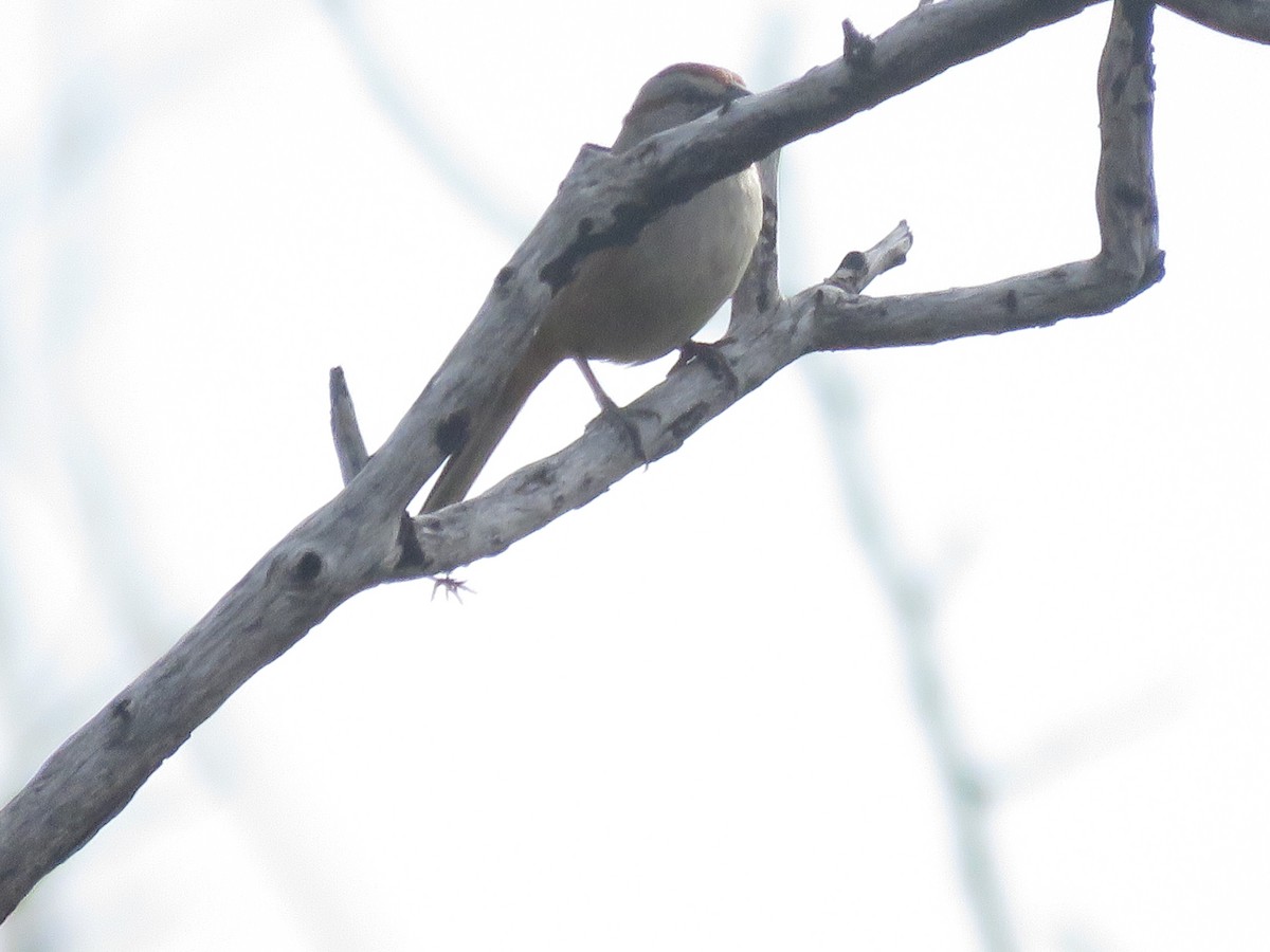 Chaco Sparrow - ML641777906
