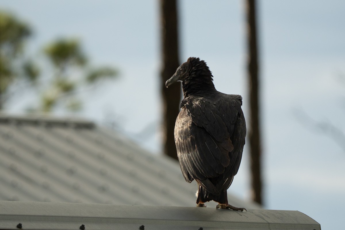 Black Vulture - ML641777922