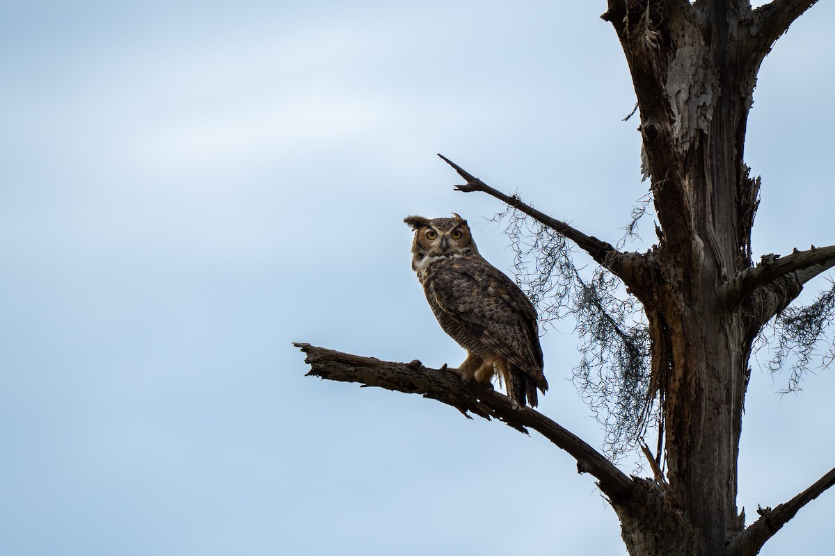 Great Horned Owl - ML641777933