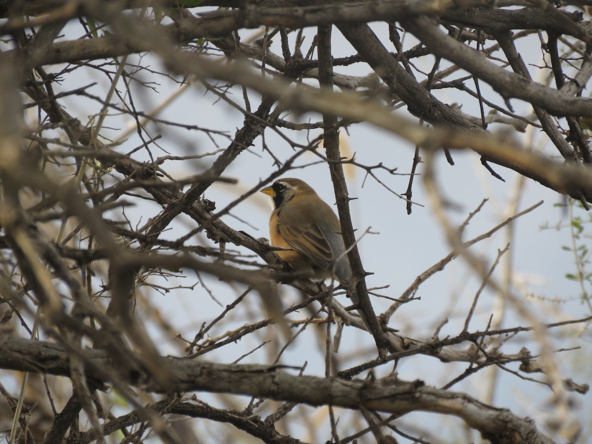 Many-colored Chaco Finch - ML641777935