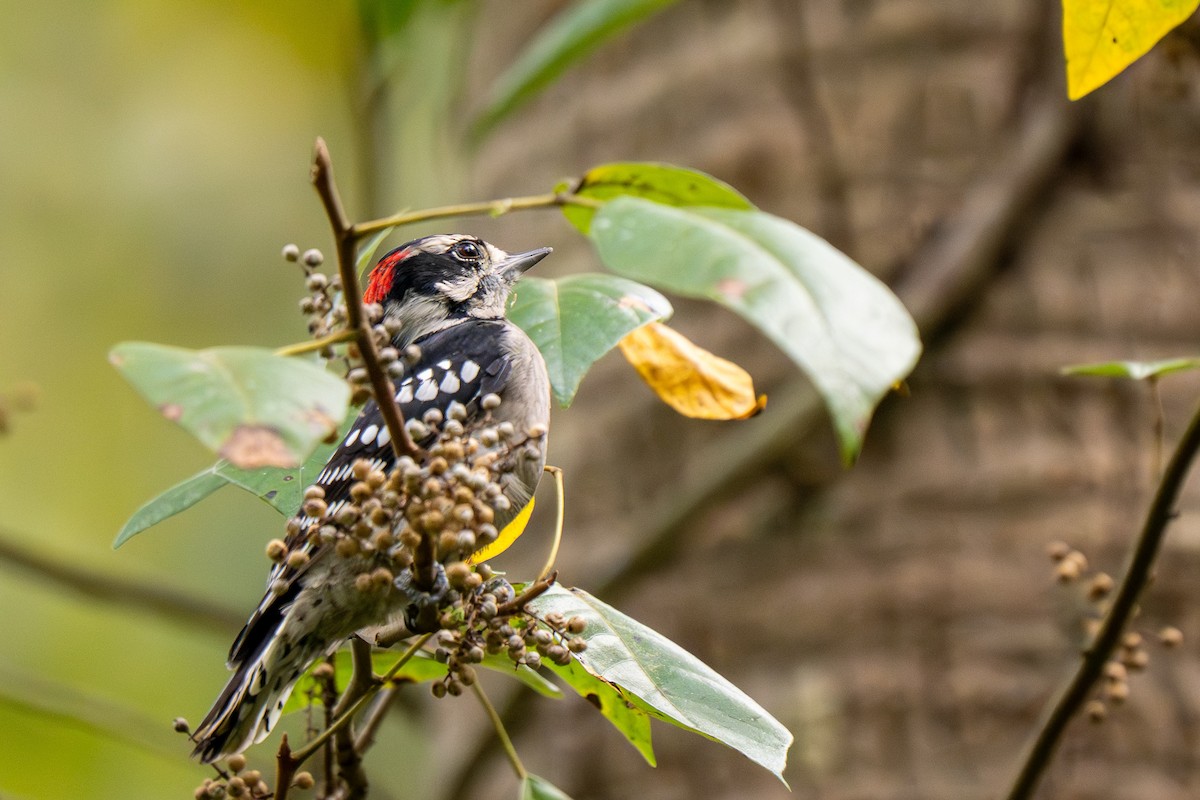 Downy Woodpecker - ML641777939