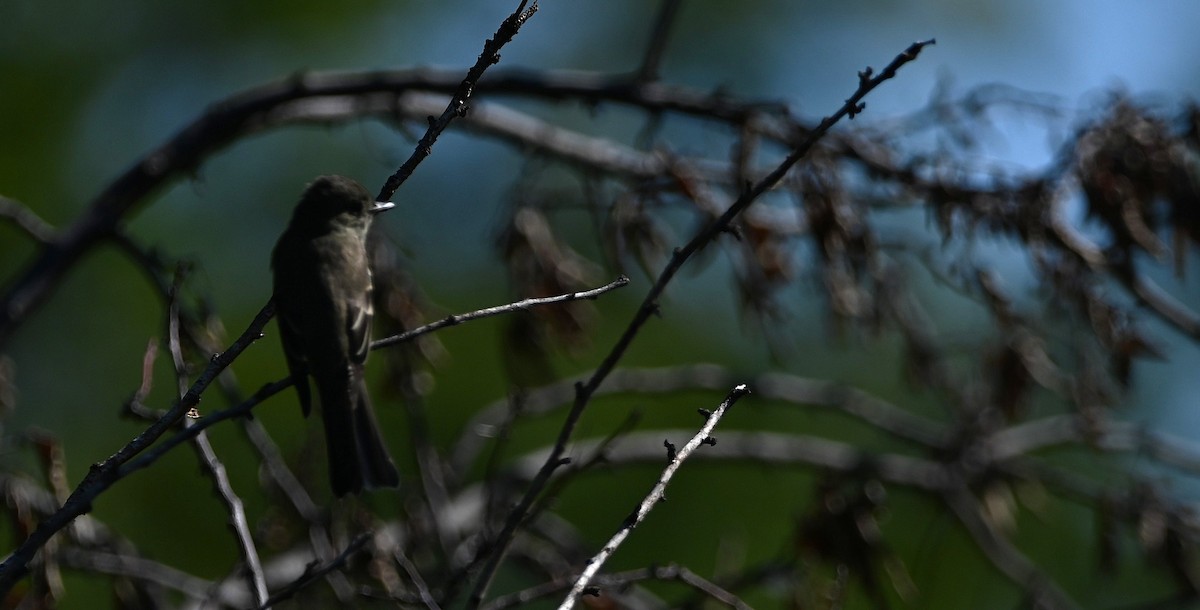 Eastern Wood-Pewee - ML641777949
