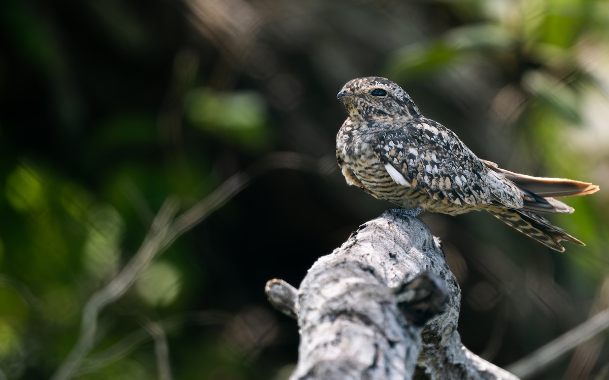Lesser Nighthawk - ML641777962