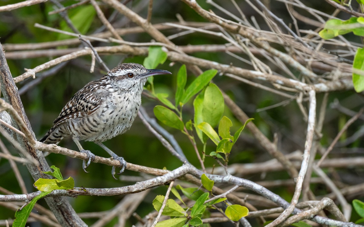 Yucatan Wren - ML641777968