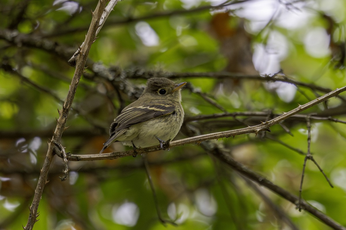 Western Flycatcher (Pacific-slope) - ML641777980