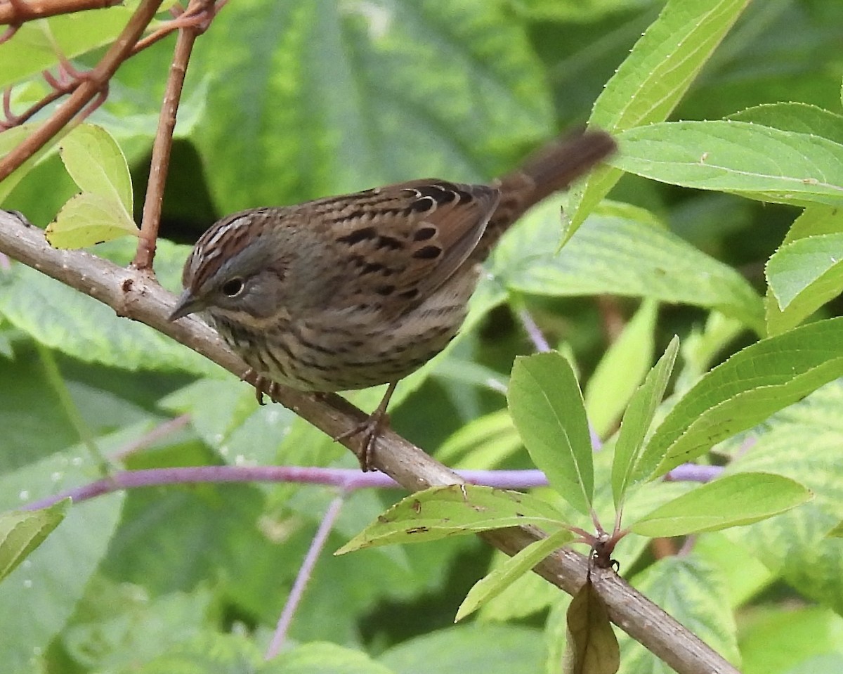 Lincoln's Sparrow - ML641777991