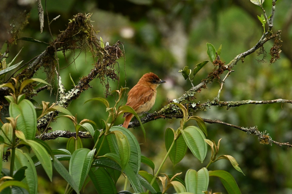 Cinnamon Becard - ML641777993