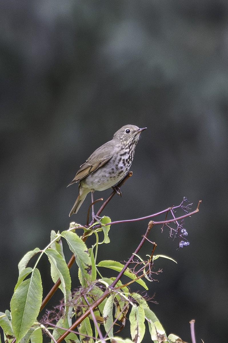 Hermit Thrush - ML641777999