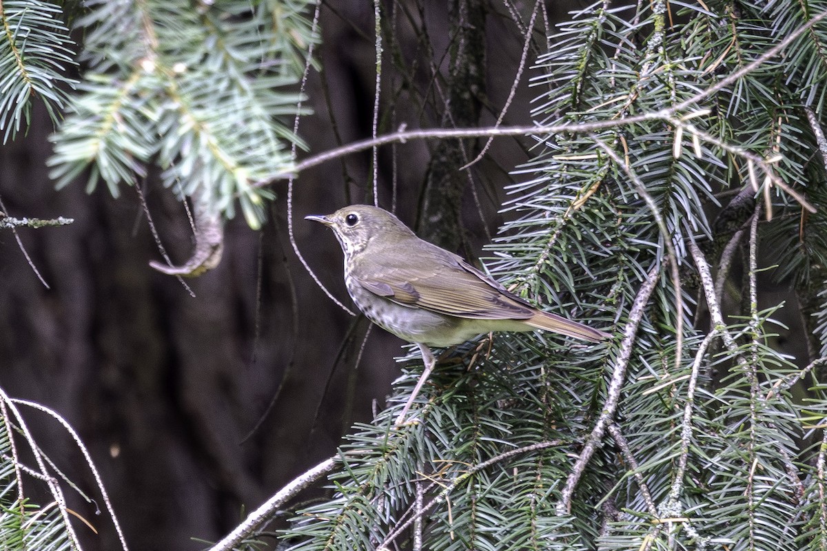 Hermit Thrush - ML641778000