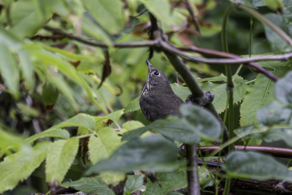 Hermit Thrush - ML641778001