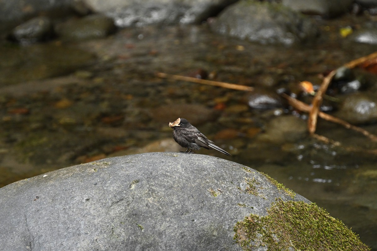 Black Phoebe - ML641778018