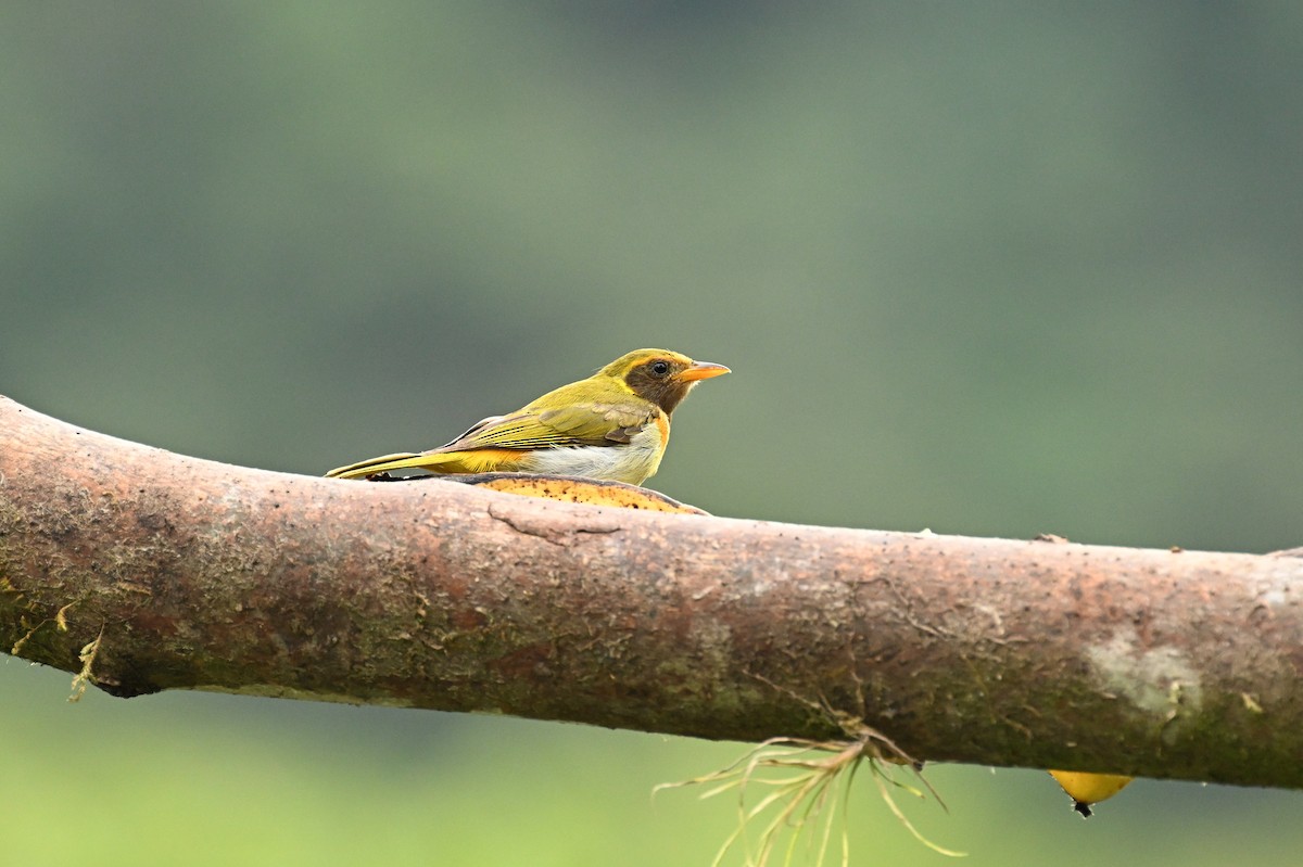 Guira Tanager - ML641778046