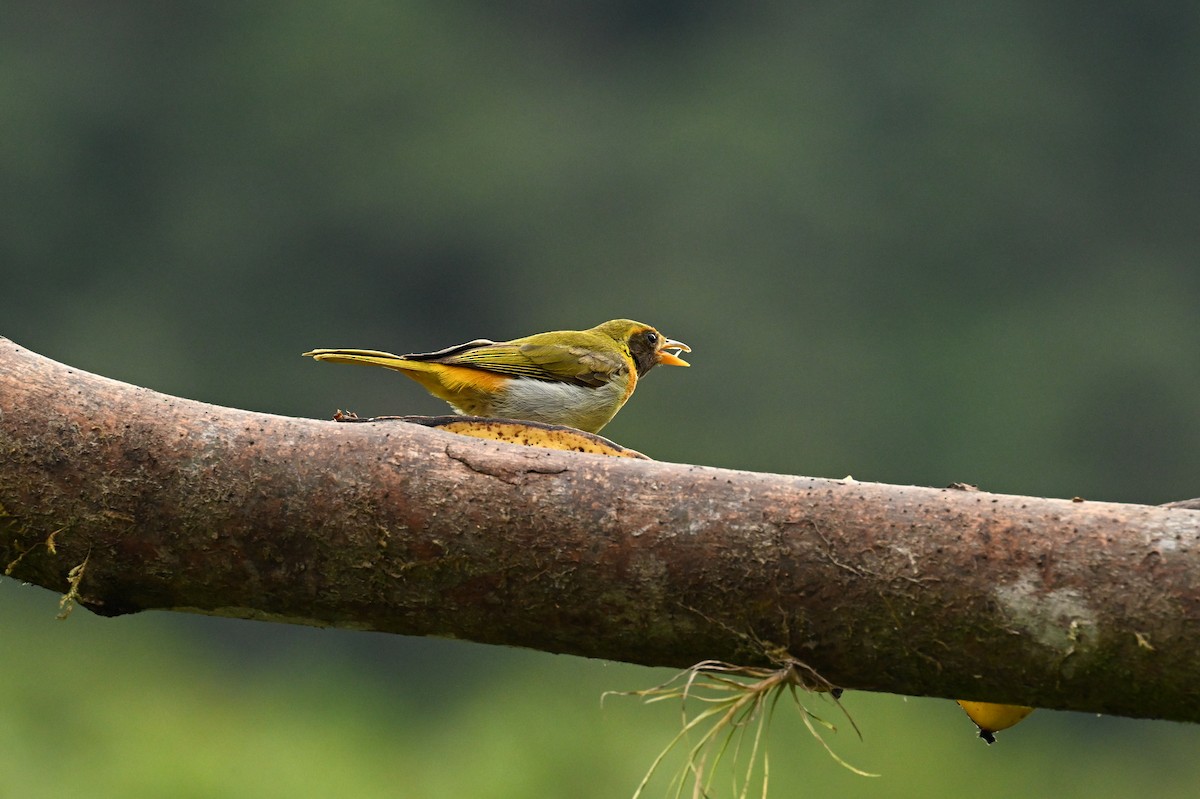Guira Tanager - ML641778047