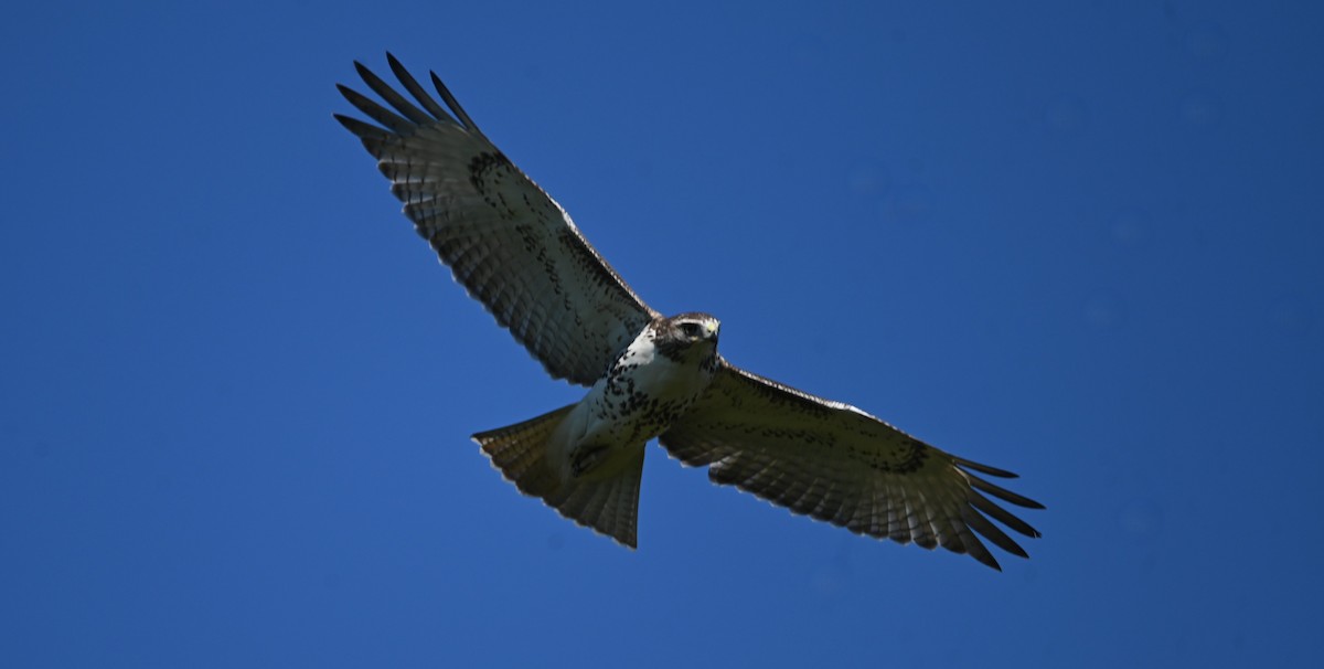 Red-tailed Hawk - ML641778051
