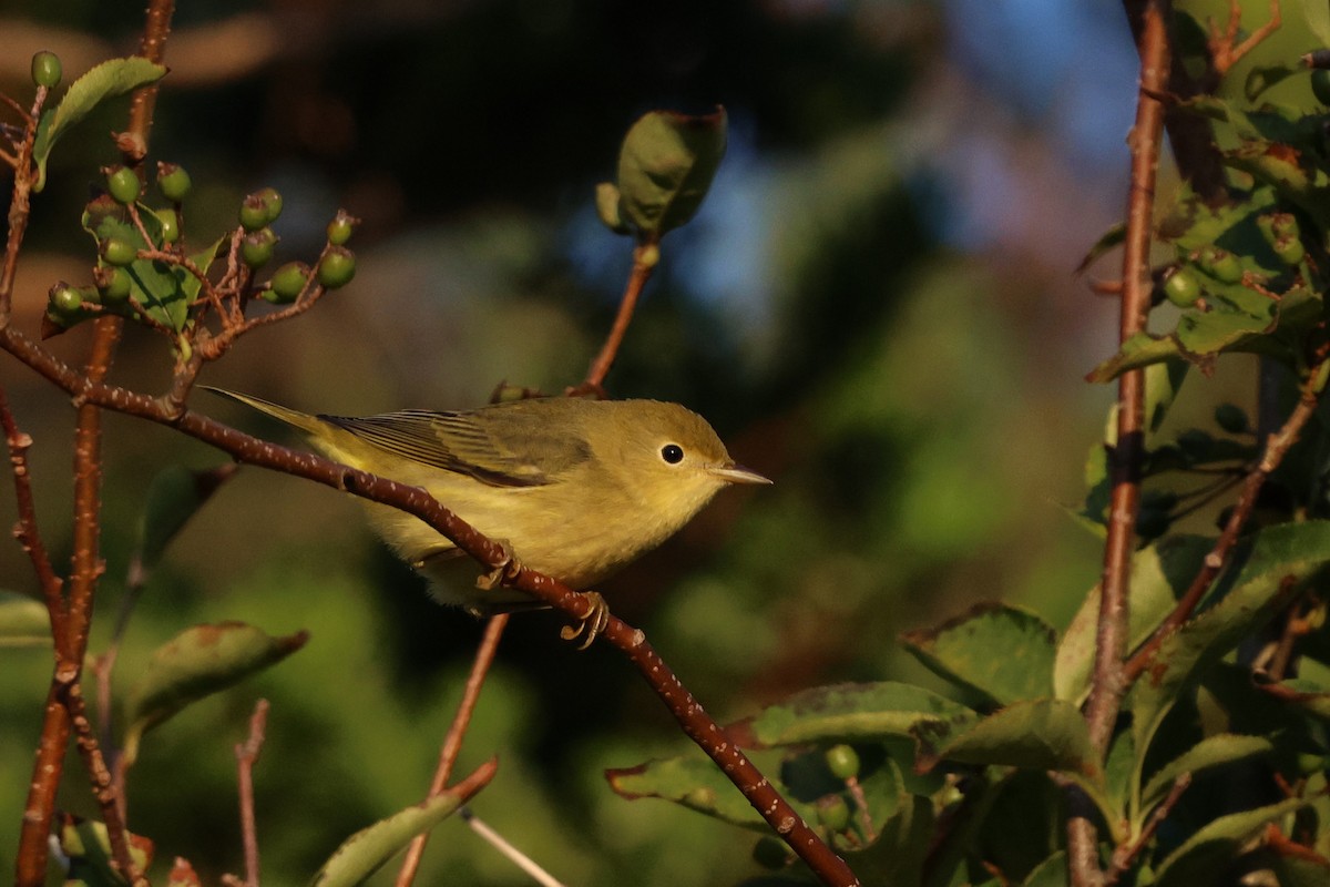 Yellow Warbler (Northern) - ML641778056