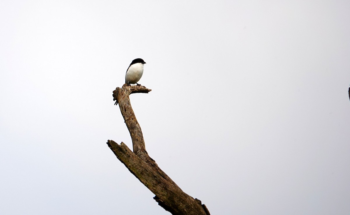 Northern Fiscal - ML641778073
