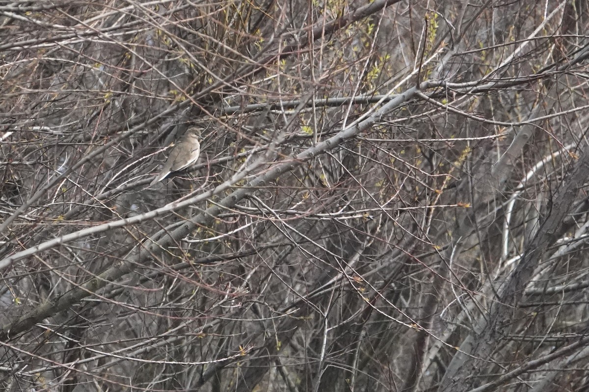 Picui Ground Dove - ML641778081