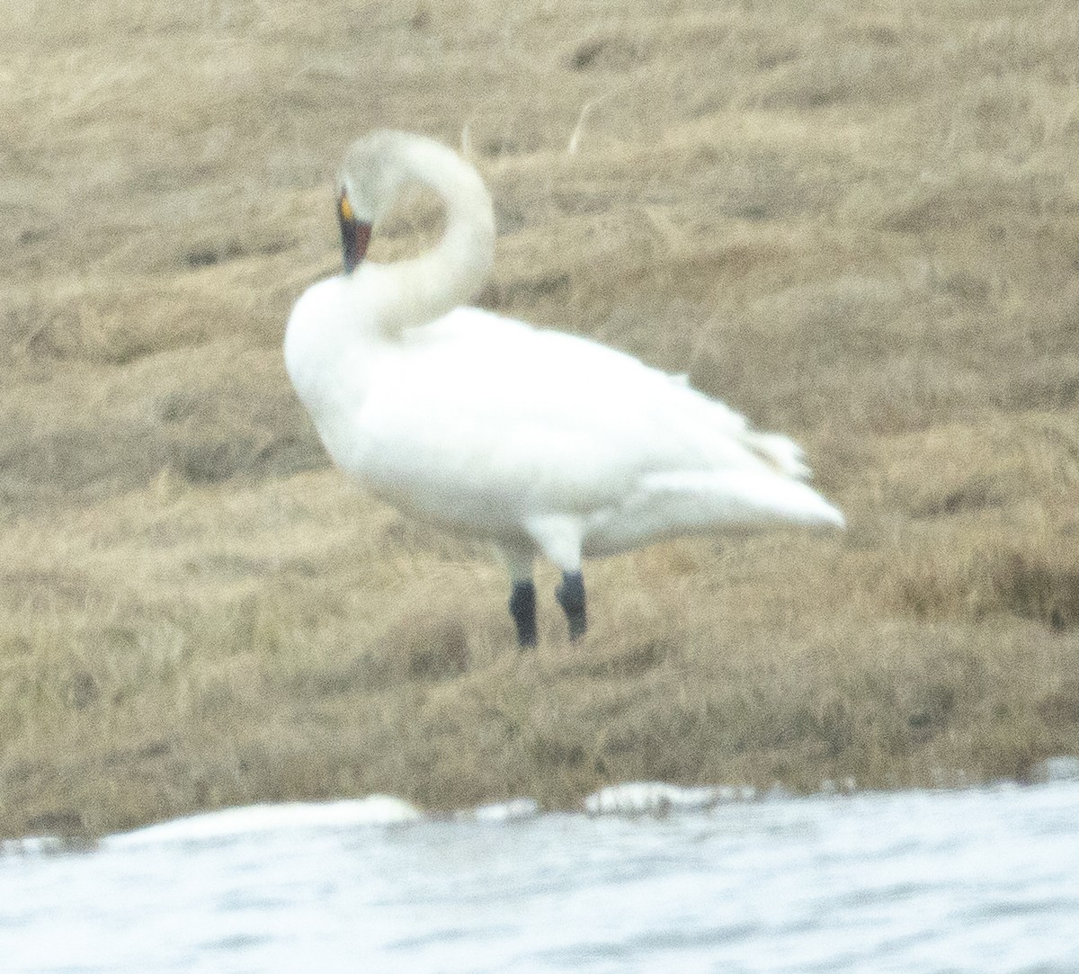 Cigno minore - ML641778110
