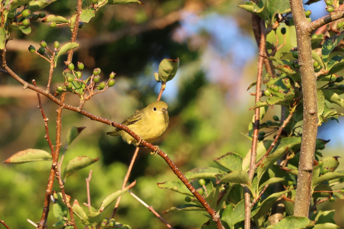 Yellow Warbler (Northern) - ML641778131