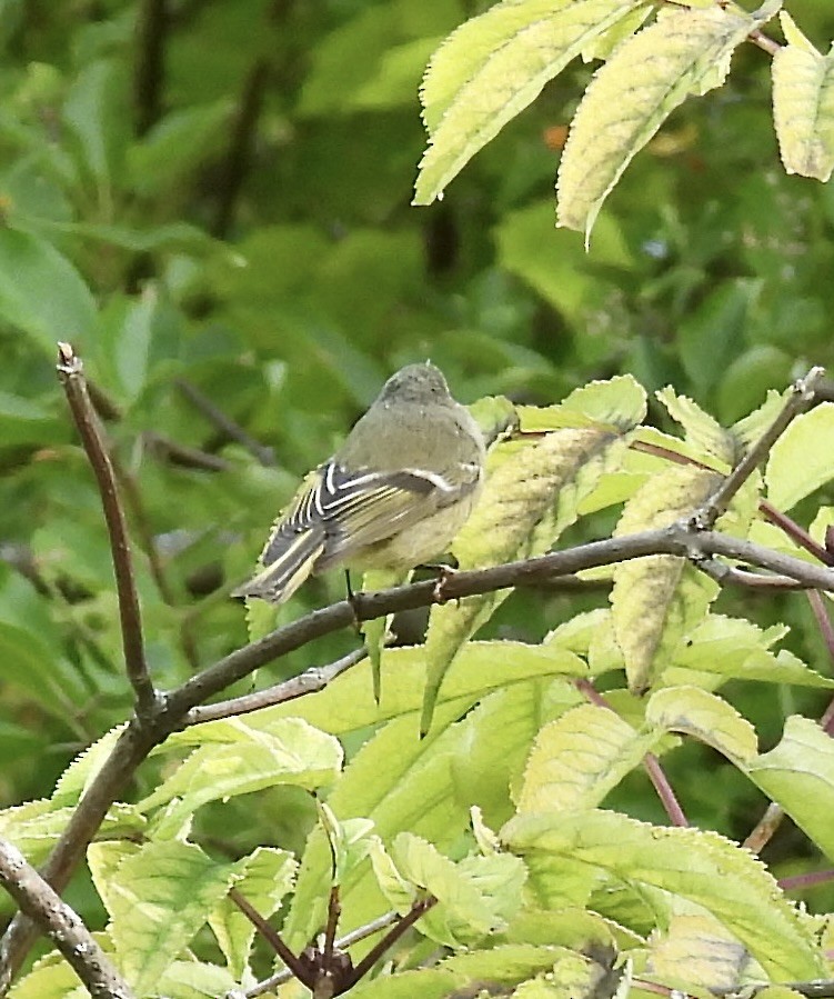 Ruby-crowned Kinglet - ML641778133