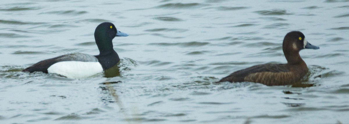 Greater Scaup - ML641778141