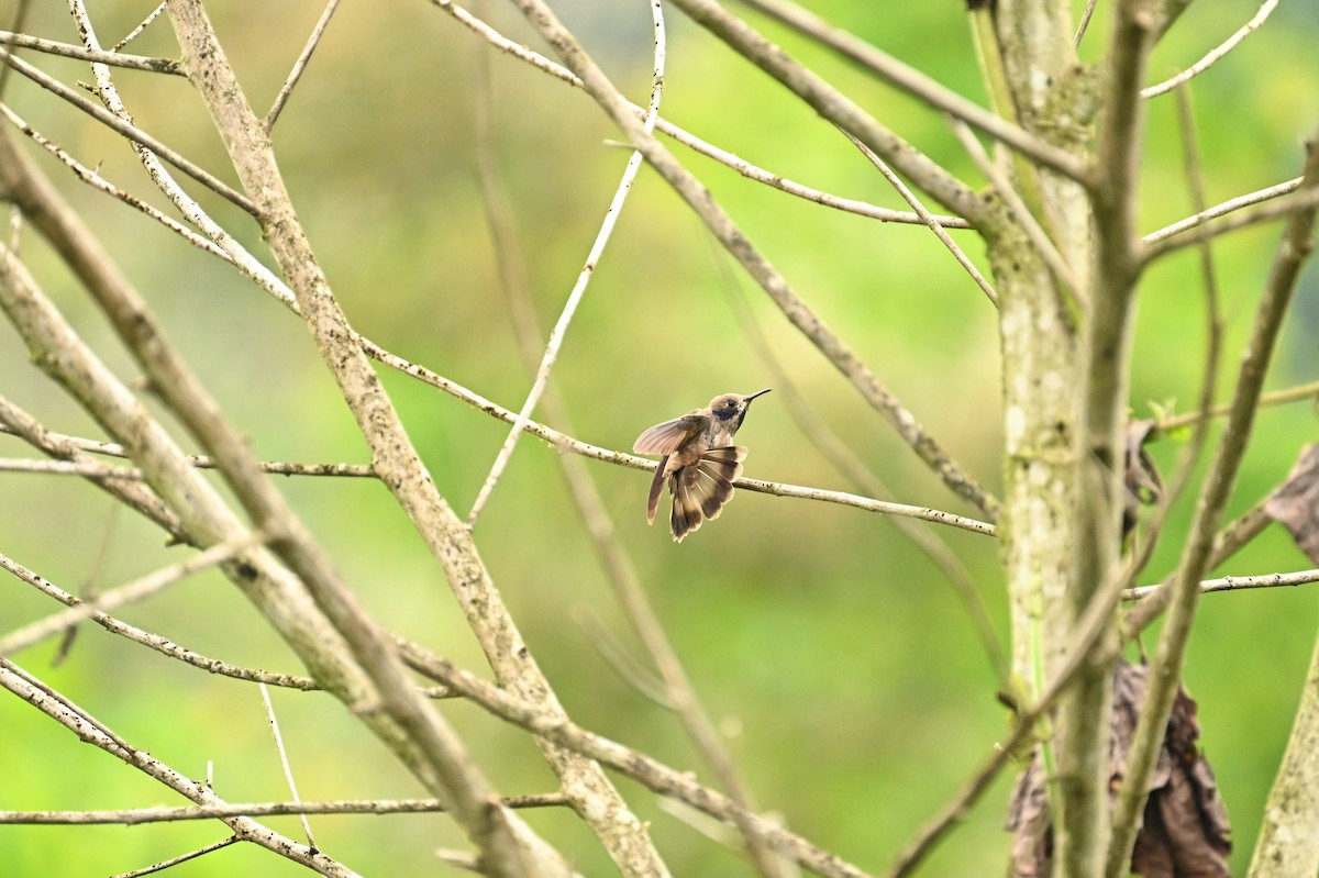 Brown Violetear - ML641778174