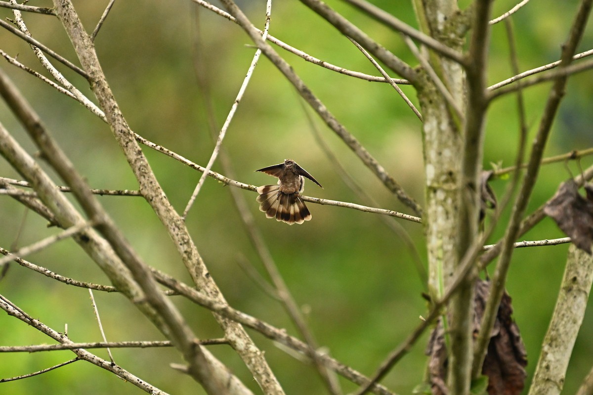 Brown Violetear - ML641778175