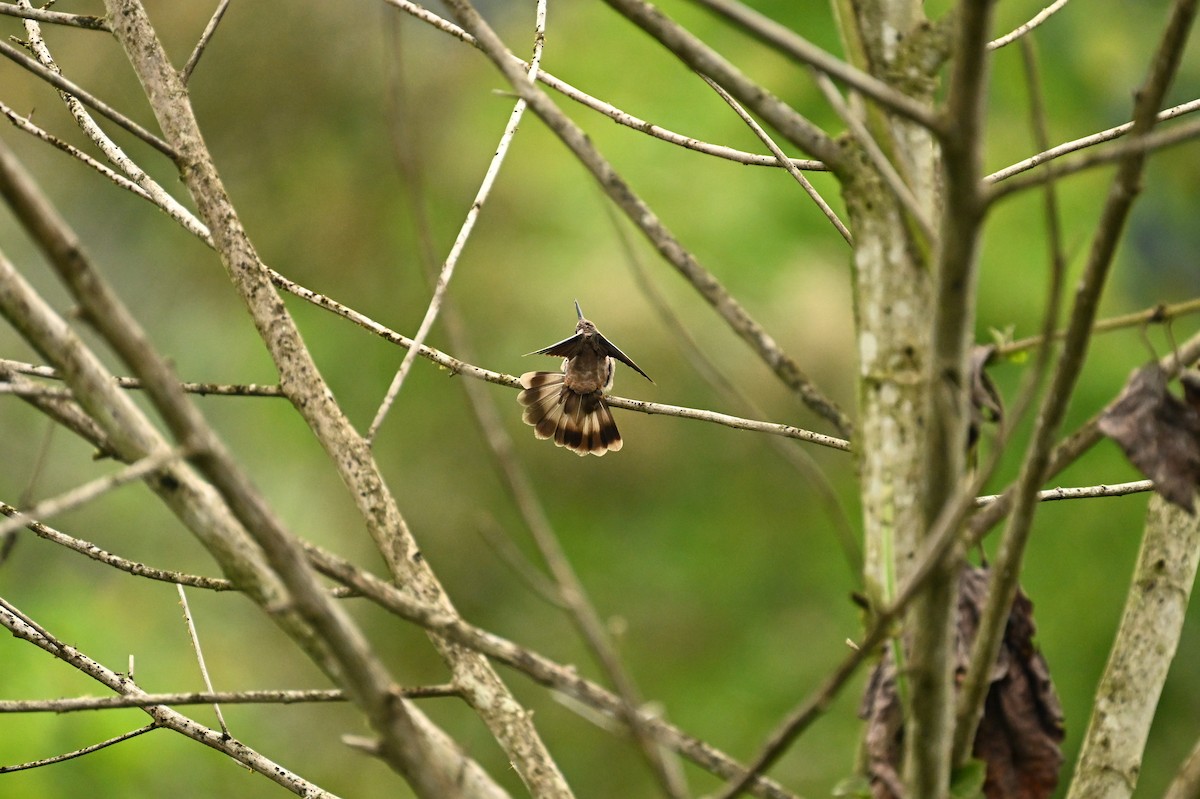 Brown Violetear - ML641778176