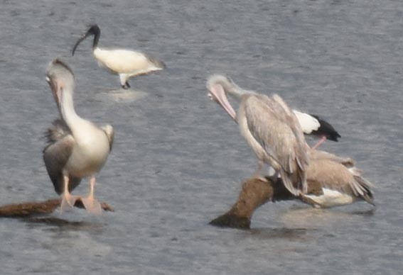 Spot-billed Pelican - ML641778213
