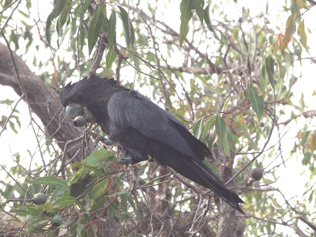 rødhalekakadu - ML641778216