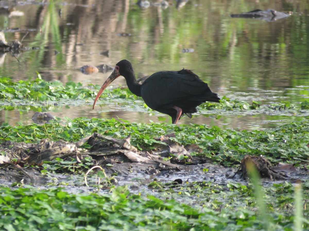 Bare-faced Ibis - ML641778235