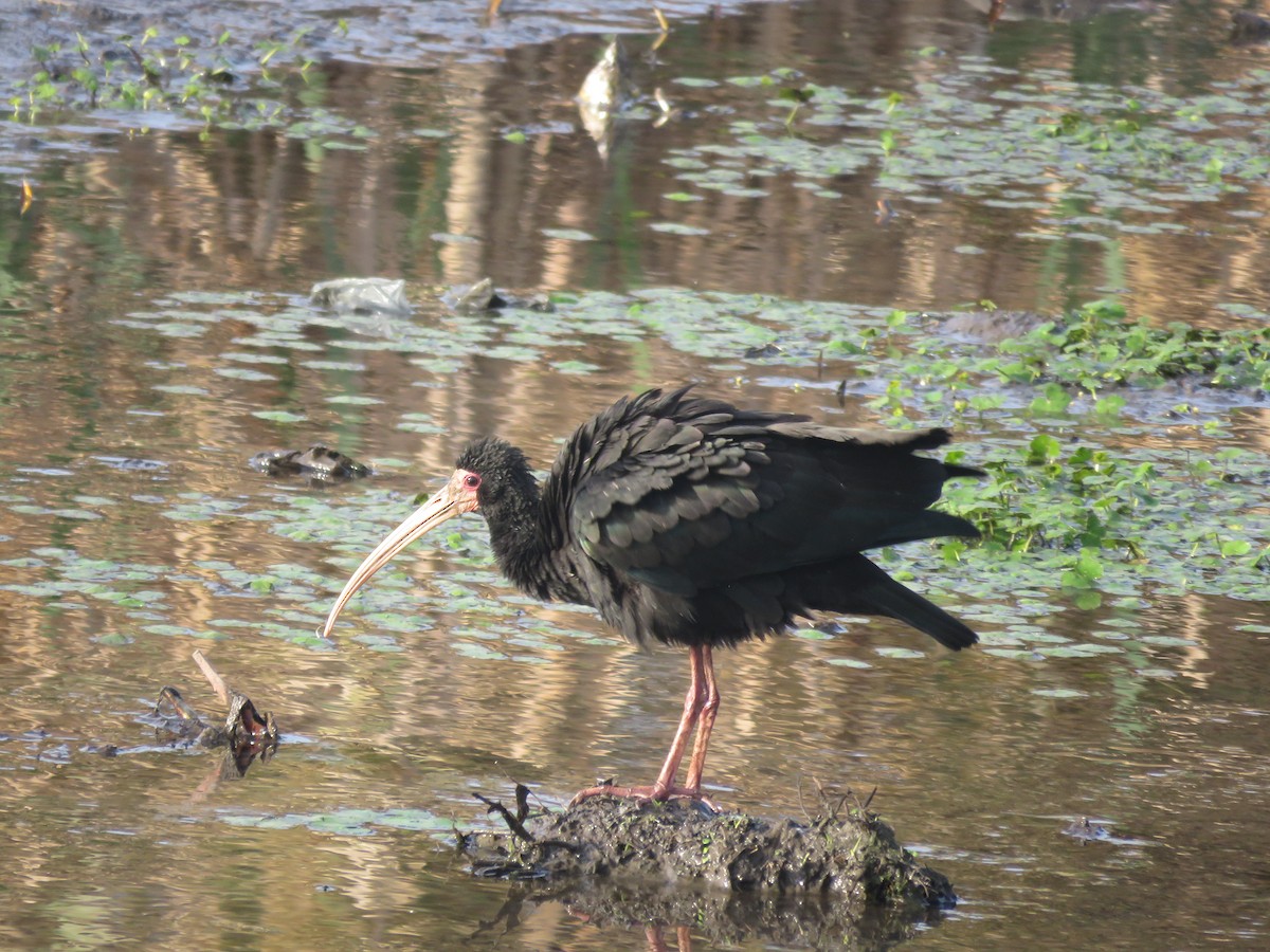 Bare-faced Ibis - ML641778236
