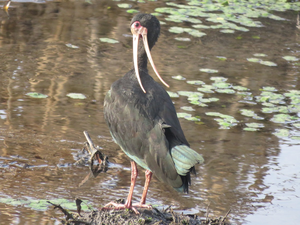 Bare-faced Ibis - ML641778237