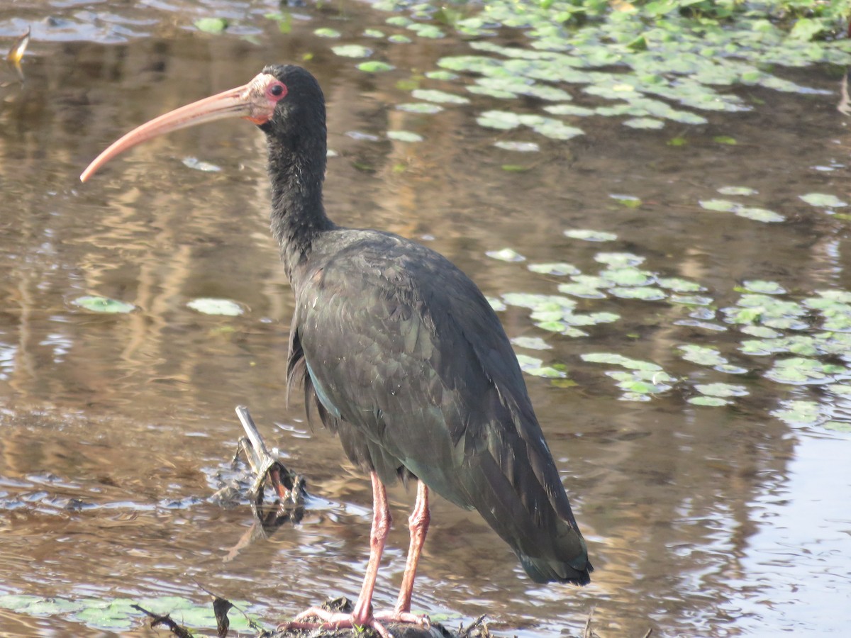 Bare-faced Ibis - ML641778238