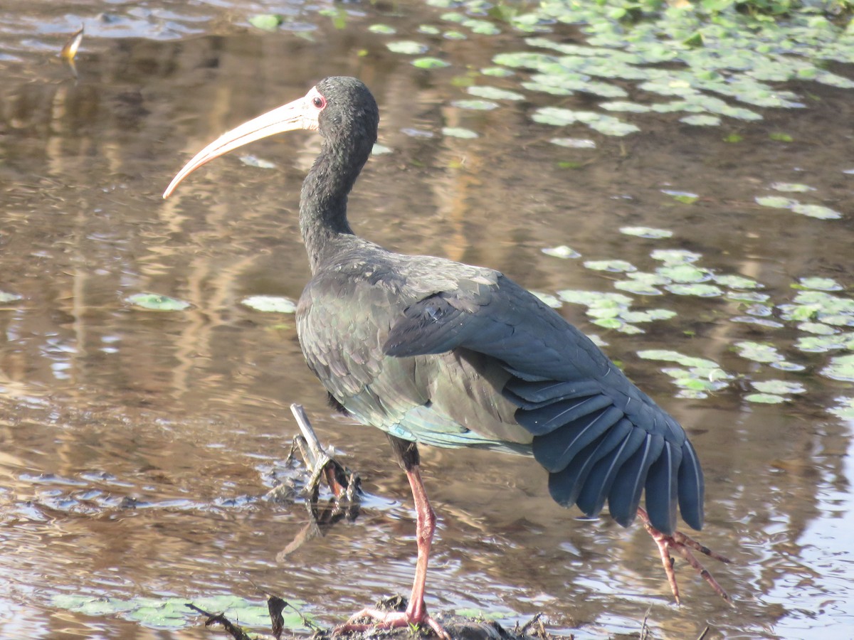 Bare-faced Ibis - ML641778239