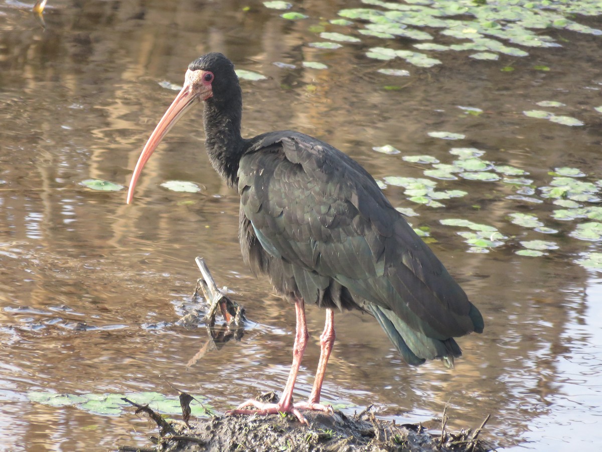 Bare-faced Ibis - ML641778241
