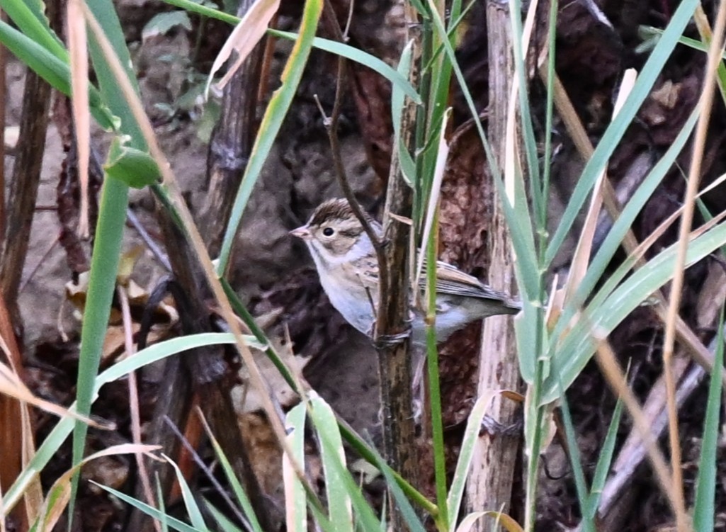 Clay-colored Sparrow - ML641778243