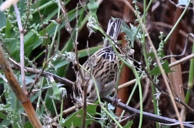 Clay-colored Sparrow - ML641778245