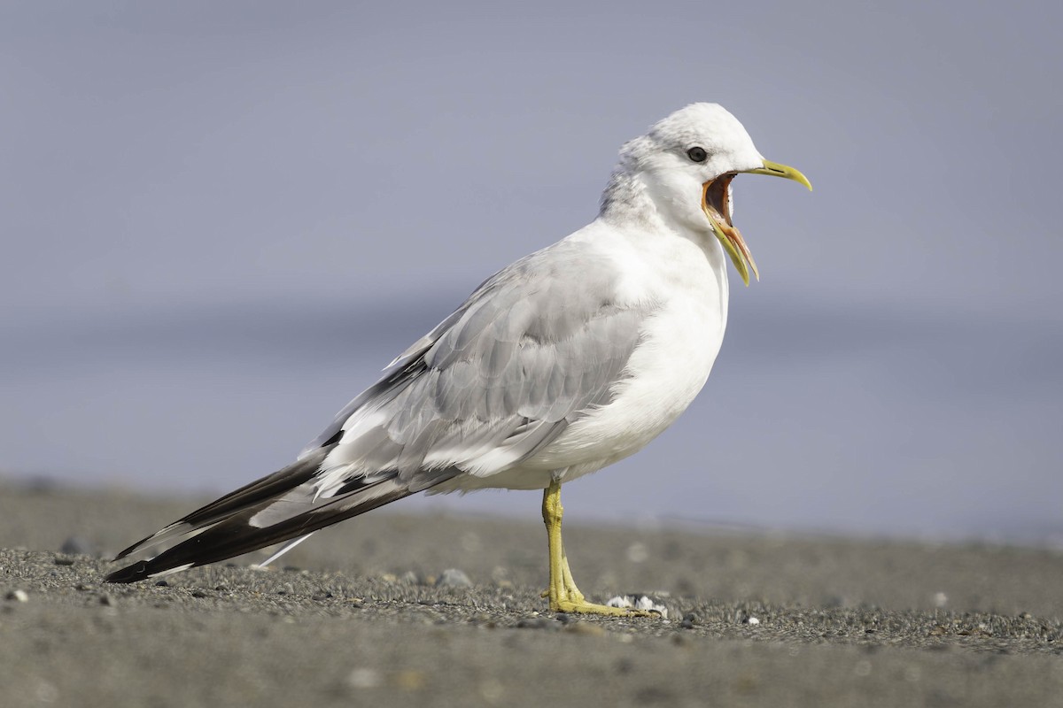 Short-billed Gull - ML641778246