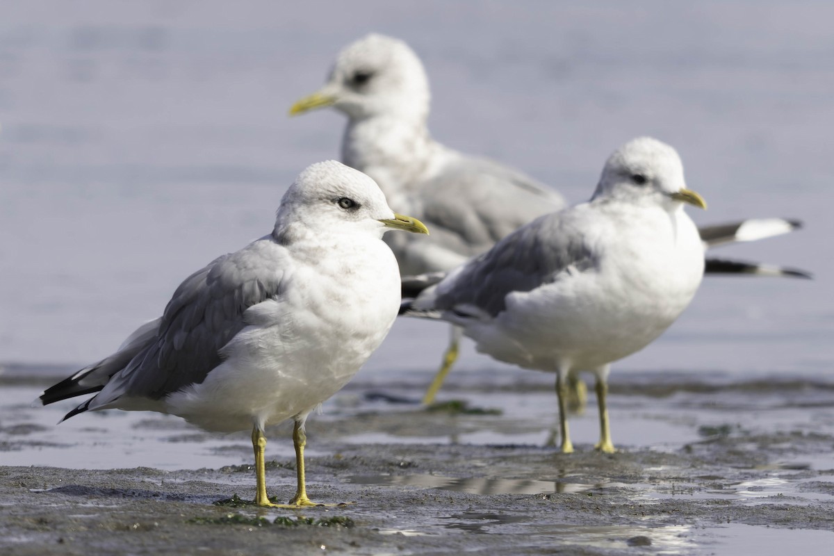 Short-billed Gull - ML641778247