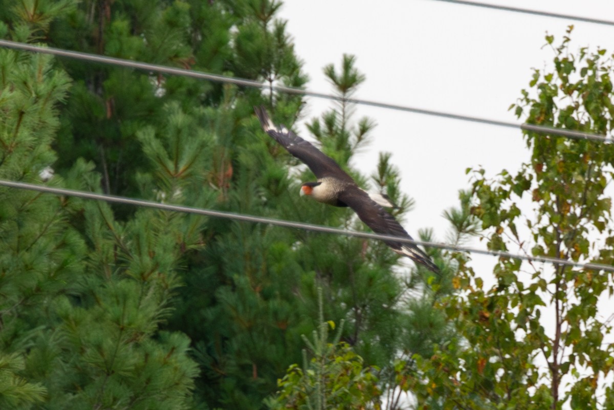 Crested Caracara (Northern) - ML641778249
