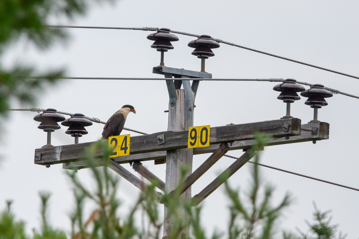 Crested Caracara (Northern) - ML641778251